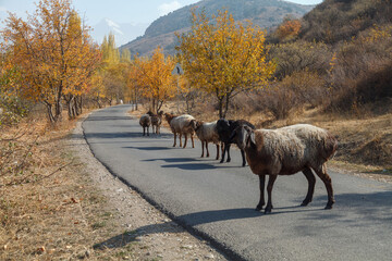 Herd of sheep are walking down a road