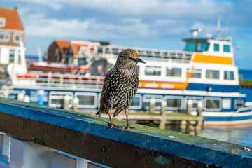 Bird Starling European Sturnus vulgaris in Volendam.