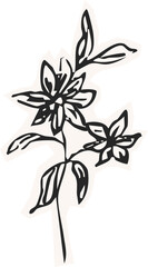 Minimalist Plant Illustration Cutout Paper. Wild forest herbs and flowers vintage textured chalk drawing sketch