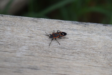 Milkweed Bug