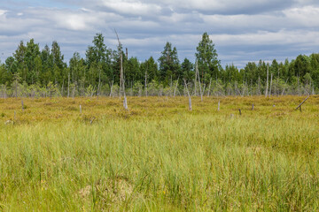 A field of grass with trees in the background in a swamp.