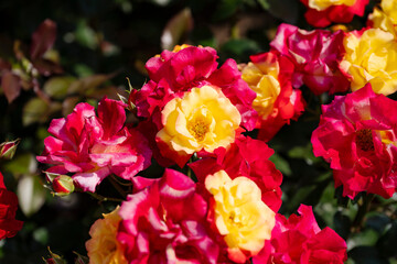 Obraz premium 色とりどりの薔薇