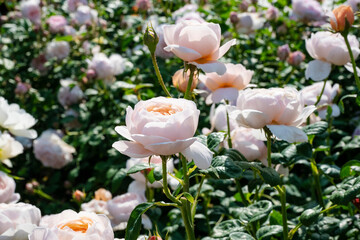 薄いピンク色の薔薇