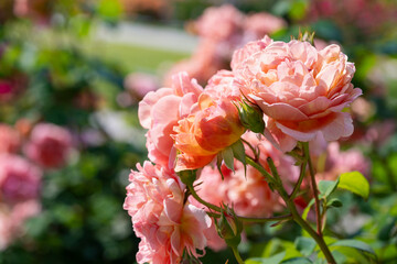 Fototapeta premium オレンジの薔薇