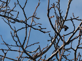 Bare Tree Branches Forming Pattern Against Blue Sky