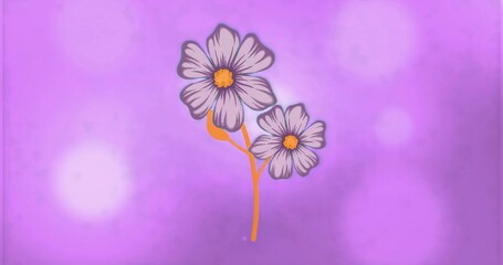 Naklejka premium Showing two pale lavender daisy flowers floating against violet-magenta gradient with bokeh spots