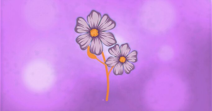 Fototapeta Showing two pale lavender daisy flowers floating against violet-magenta gradient with bokeh spots