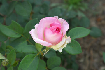 Beautiful pink white rose flower closeup in garden, A very beautiful pink white rose flower bloomed on the rose tree, Rose flower closeup, bloom flowers, Natural spring flower floral background