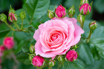 薄いピンク色の薔薇
