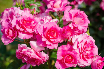 濃いピンクの薔薇