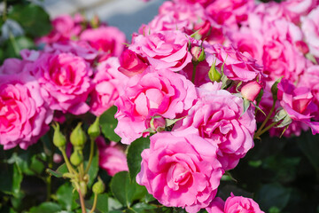 濃いピンクの薔薇