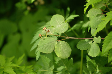 Viburnum carlesii, known as Korean spice viburnum, a deciduous shrub with sweetly fragrant white-pink flowers in spring and glossy black berries in autumn, native to Korea. Photographed in Korea.