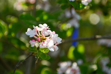 Viburnum carlesii, known as Korean spice viburnum, a deciduous shrub with sweetly fragrant white-pink flowers in spring and glossy black berries in autumn, native to Korea. Photographed in Korea.
