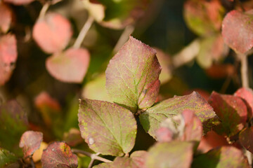 Viburnum carlesii, known as Korean spice viburnum, a deciduous shrub with sweetly fragrant white-pink flowers in spring and glossy black berries in autumn, native to Korea. Photographed in Korea.