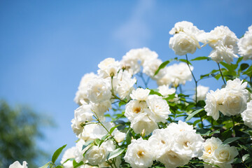白薔薇