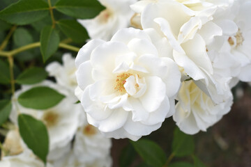 Beautiful white rose flower closeup in garden, A very beautiful white rose flower bloomed on the rose tree, Rose flower closeup, bloom flowers, Natural spring flower, Natural floral background,