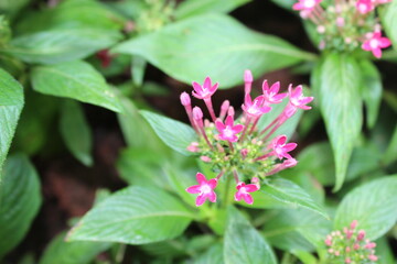 Pink Pentas lanceolata plant. A close-up shot of pink Pentas flowers with green leaves in the garden