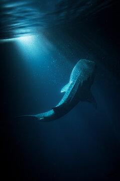 Whale shark hunting for plankton in the night