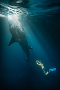 free diver next to whale shark hunting for plankton in the night