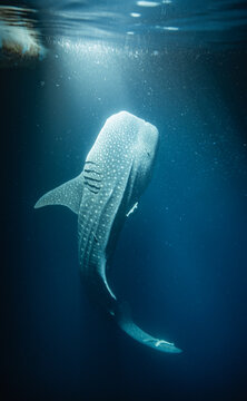 Whale shark hunting for plankton in the night