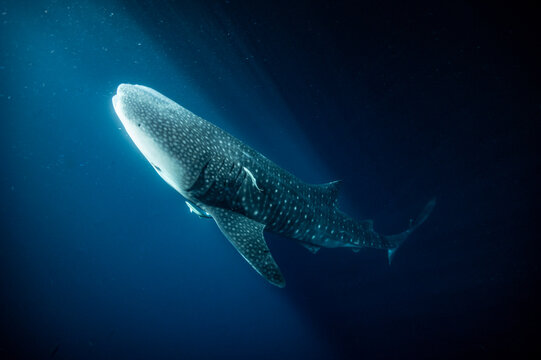 Whale shark hunting for plankton in the night