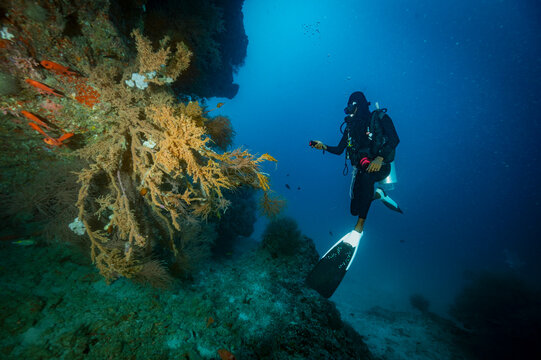 local dive master exploring reef in the Maldives