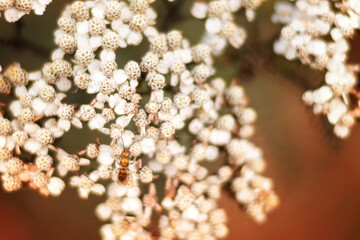 Close up insect resting on Queen Anne's Lace