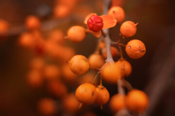 Up close bright orange and red berries in fall