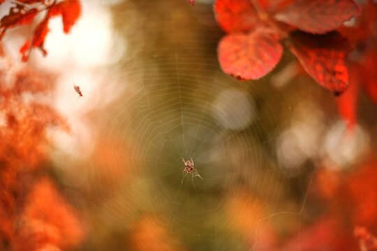 Spider with prey caught in web, colorful fall background