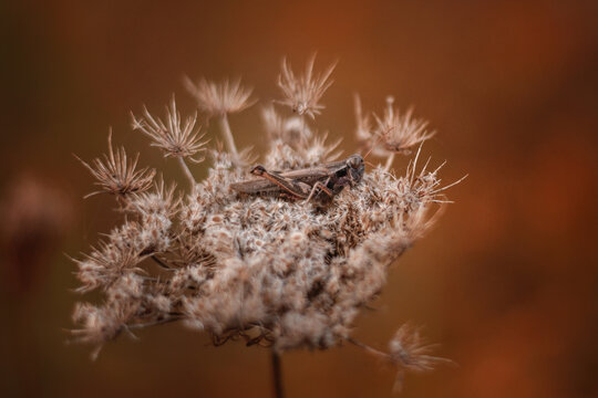 Grasshopper resting on Queen Anne's Lace in fall