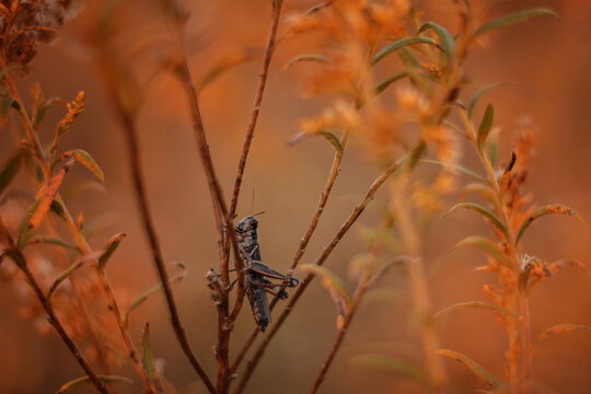 Grasshopper resting on twig colorful fall background