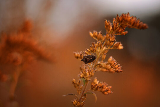 Up close invasive beetle, Stink Bug on fall plant