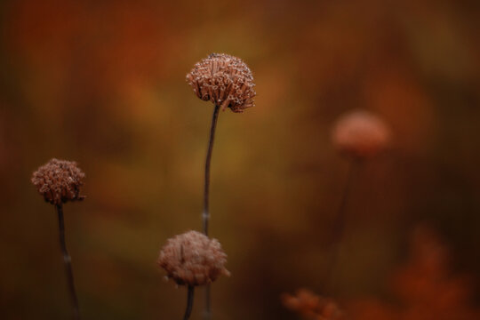 Up lose pinwheel mushroom in fall