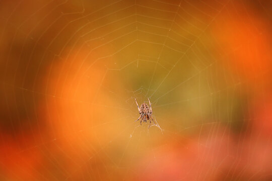Up close, garden spider resting in web colorful fall background