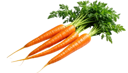 Four vibrant orange carrots with leafy greens