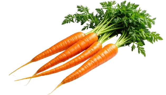 Four vibrant orange carrots with leafy greens