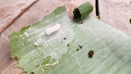 Opogona subcervinella,Banana worms