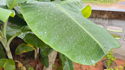 Opogona subcervinella,Banana worms