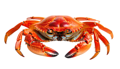 Red cooked crab with claws extended, eyes visible