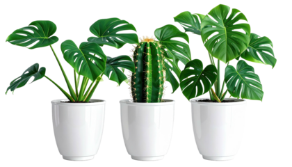 Indoor plants cactus, monstera, in white pots, dark background