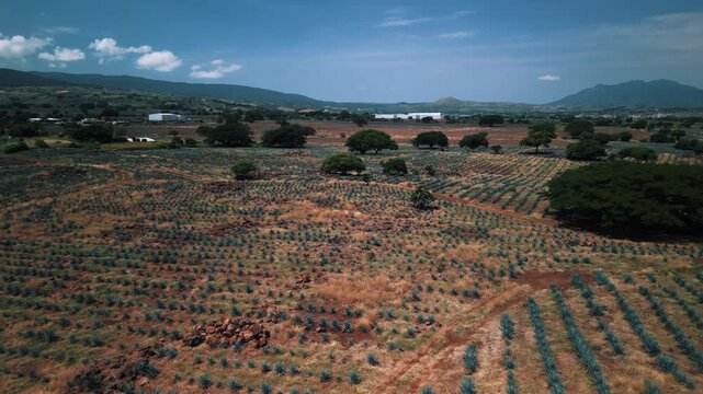 Aerial Drone Footage of Agave Fields in Tequila, Mexico &mdash; Blue Agave Rows, Scenic Farmland Patterns, and Iconic Landscape of Jalisco&rsquo;s Tequila-Producing Region