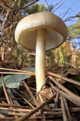 mushroom in the forest