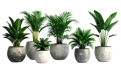 Potted tropical plants with large leaves against a black background