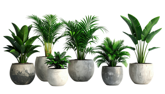 Potted tropical plants with large leaves against a black background