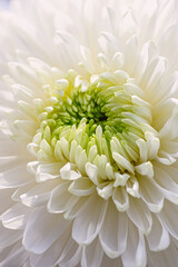 white chrysanthemum macro flower detail bloom petal natural beauty closeup