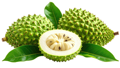 Soursop spiked green fruit, cut open showing white pulp