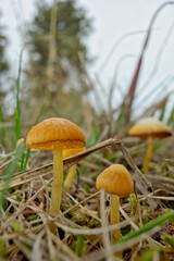orange cap boletus