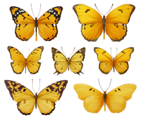 A collection of seven yellow butterflies with different patterns isolated on a black background
