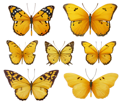A collection of seven yellow butterflies with different patterns isolated on a black background