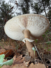 mushrooms in the forest